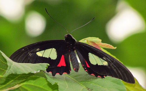 Parides eurimedes